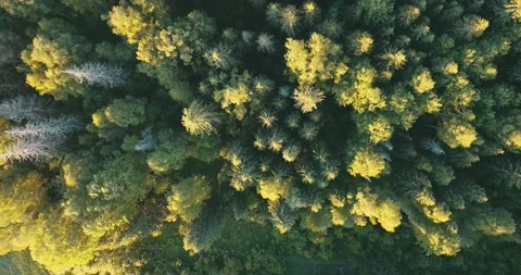 4K aerial summer video of pristine green forest Stock Footage 155383157