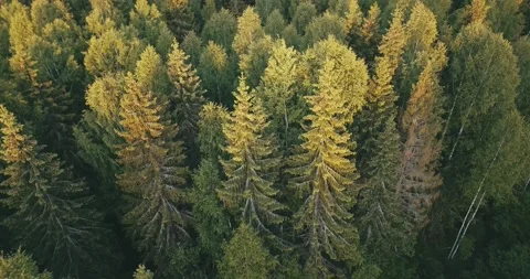4K aerial summer video of pristine green forest Stock Footage 155383344