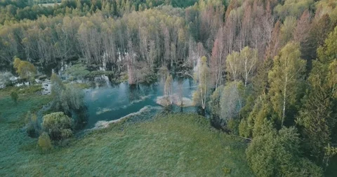 4K aerial summer video of pristine green forest Stock Footage 155383372
