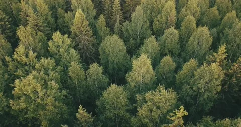 4K aerial summer video of pristine green forest Stock Footage 155383374