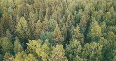 4K aerial summer video of pristine green forest Stock Footage 155383530