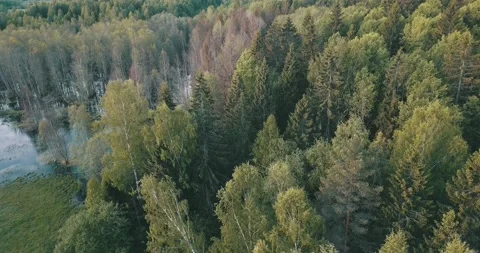 4K aerial summer video of pristine green forest Stock Footage 155383659