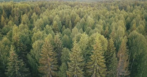 4K aerial summer video of pristine green forest Stock Footage 155383962