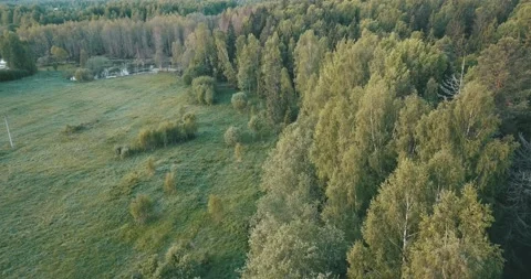 4K aerial summer video of pristine green forest Stock Footage 155384024