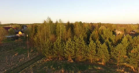 4K aerial summer video of pristine green forest Stock Footage 156901474
