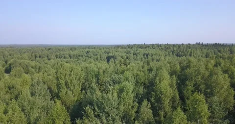4K aerial summer video of pristine green forest Stock Footage 157444155