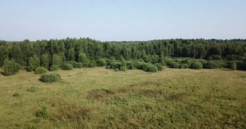 4K aerial summer video of pristine green forest Stock Footage 157444294