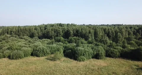 4K aerial summer video of pristine green forest Stock Footage 157444318