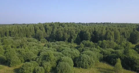 4K aerial summer video of pristine green forest Stock Footage 157444326
