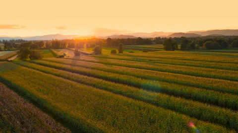 4K Aerial: Sunset Pass at Corn Landscape Vidéo 55452482