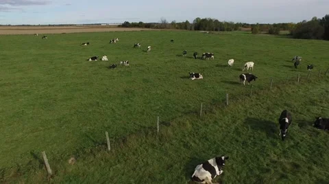 4k aerial super view of cows resting in a pasture Stock Footage 56859953