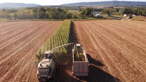 4K Aerial Tilting Shot of Chopping - Harvesting Corn Silage Stock Footage