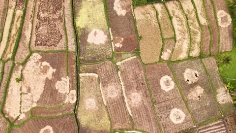 4k Aerial top down fly forward shot of Rice Terrace during harvest Stock Footage 294956968
