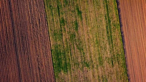 4k AERIAL: Top down view on beautiful field in golden sunset light Stock Footage 94889653