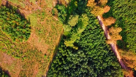 4k AERIAL: Top down view on European mixed forest in autumnal colors.  Stock Footage 94898484