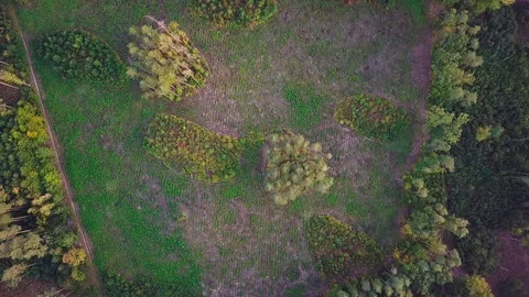 4k AERIAL: Top down view on European mixed forest in autumnal colors. Stock Footage 95209712