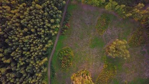 4k AERIAL: Top down view on European mixed forest in autumnal colors. Video stock 95209929