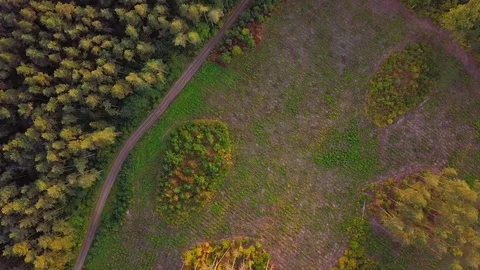 4k AERIAL: Top down view on European mixed forest in autumnal colors. Vídeo Stock 95211216