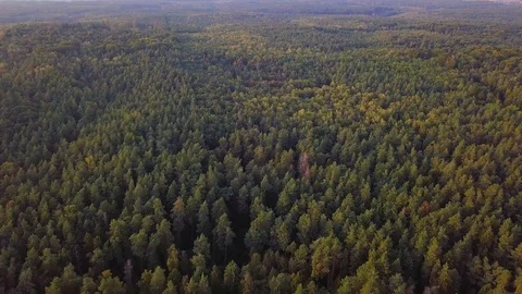 4k AERIAL: Top down view on European mixed forest in autumnal colors. Vídeos de archivo 95211455