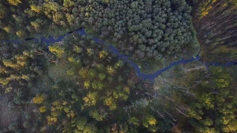 4k aerial top down view on winding river in autumnal forest and meadow. Stock Footage 95913979