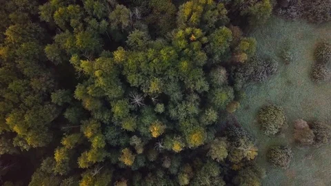 4k aerial top down view on autumnal forest and meadow. Stock Footage 95915279
