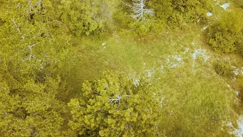4K Aerial top-down view of a winding road in the middle of a colorful forest Stock Footage 118270905