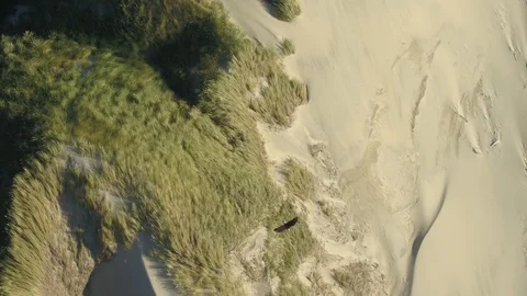 4K Aerial Top Down View Of Bald Eagle flying on Beach Sand Stock Footage 120297376