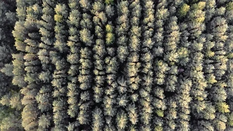 4k Aerial top down view of pine forest in summer at sunset or sunrise Stock Footage 123987393