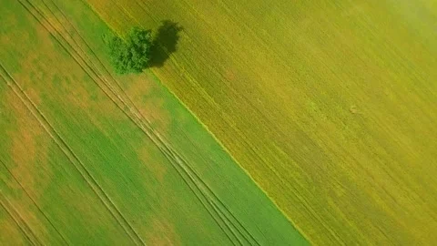 4k aerial with top down view on young summer field. Polish green fields. Stock Footage 156336180