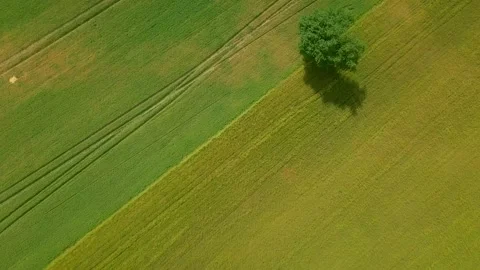 4k aerial with top down view on young summer field. Polish green fields. Stock Footage 156403533