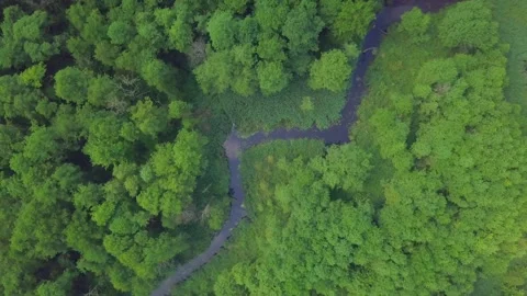 4k AERIAL: Top down view on small winding river in summer forest. Stock Footage 156947713
