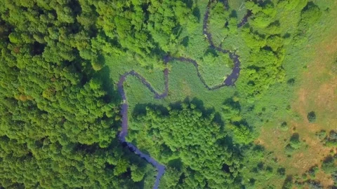 4k AERIAL: Top down view on small winding river in summer forest. Stock Footage 156947845