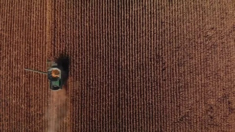 4K Aerial Top Down View of Combine Harvester Working Large Wheat or Grain Field Stock Footage 325804765