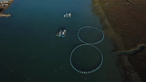 4K Aerial Top-Down View of Circular Fish Farming Cages in Estuary 스톡 동영상 331108041