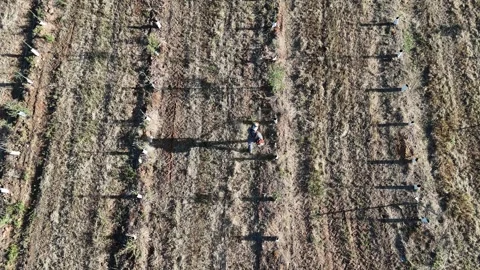 4K Aerial top down view of farmer trimming grass in young olive grove in Spain Stock Footage 336013470