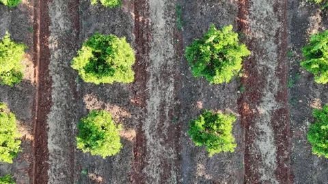 4K Aerial top down view lowering over symmetrical rows of orange trees in Spain Stock Footage 336013528