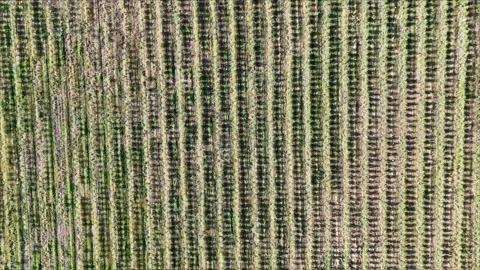 4K Aerial top-down view flying forward over geometric intensive olive tree Stock Footage 336018638