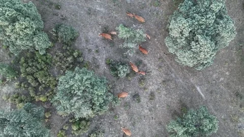4K Aerial top-down view of retinta cows grazing around oak trees in Spain Stock Footage 336020437