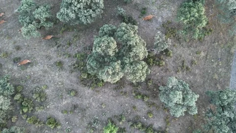 4K Aerial top-down view rising and rotating over cows under an oak tree Stock Footage 336020483