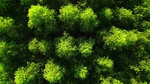 4K aerial top view from a drone, eucalyptus Green Forest Stock Footage 164889484