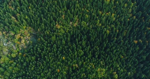 4k Aerial top view forest tree, Rainforest ecosystem and healthy environment Vidéo 163202557