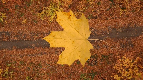 4K aerial top view maple leaf falling down in forest Vidéo 98020916