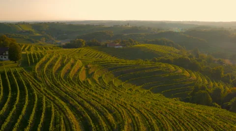 4K Aerial: Total View of Grape Land at Sunset Vidéo 56506888