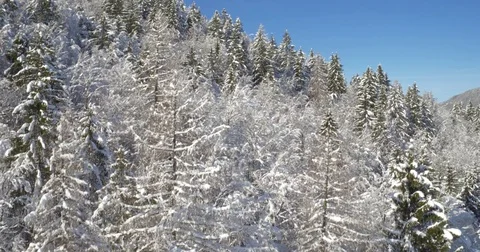 4K Aerial Tracking Shot Of Beautiful Pine Forest Stock Footage 71008152