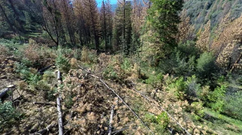 4k aerial tracking shot over fallen Ponderosa Pine trees on forest floor Stock Footage 62469063