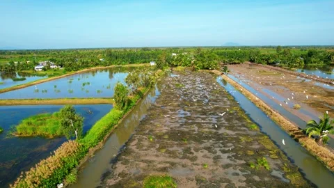 4K Aerial Tracking of Storks Soaring Over Fields Stock Footage 332966555