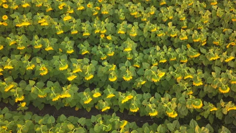 4K  Aerial. Vertical Fly  over  fields of sunflower, top view 스톡 동영상 95457847