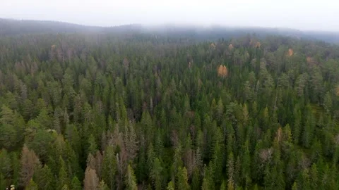 4k aerial video captures a pine forest in Norway during autumn Video stock 288631592