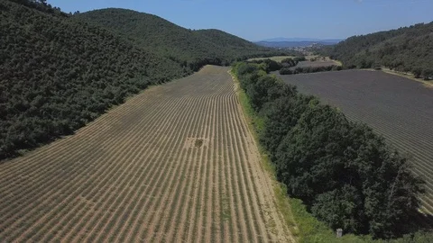 4K Aerial video of lavender fields in Provence by drone, South Of France Stock Footage 119050666