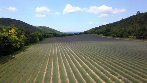 4K Aerial video of lavender fields in Provence by drone, South Of France 動画素材 119050867